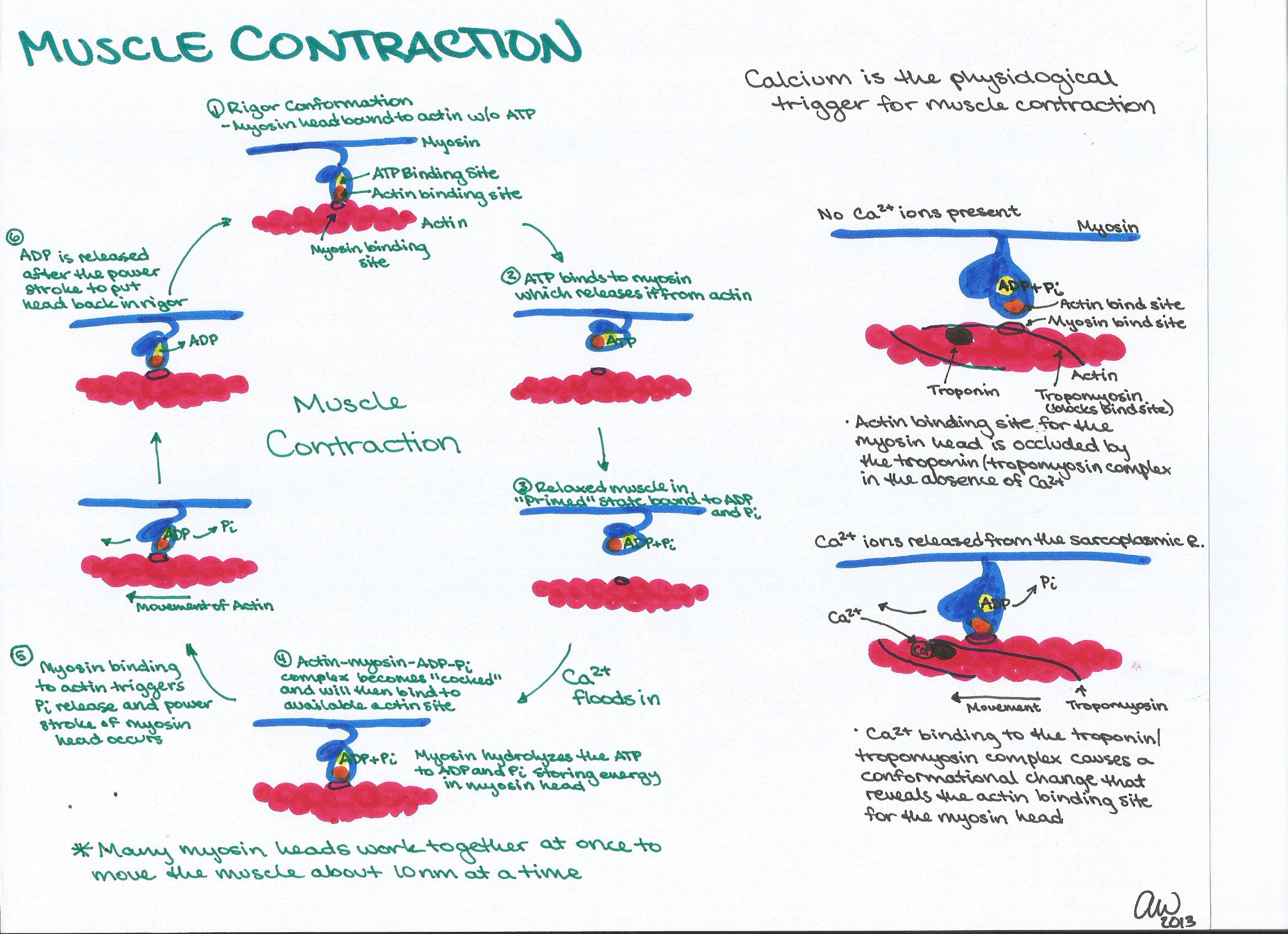 Muscle Contraction 94