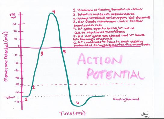 Action Potential I