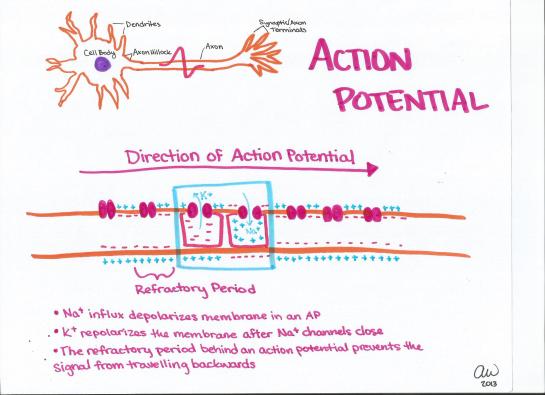 Action Potential II