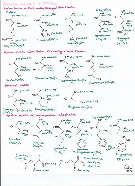 Amino Acids and pKas