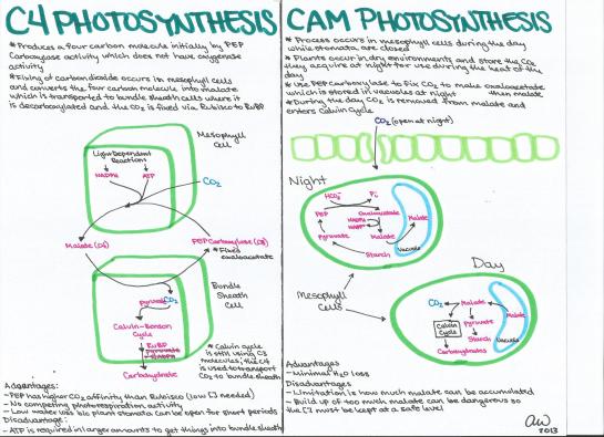 C4 and CAM Photosynthesis