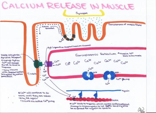 Calcium Release in Muscle