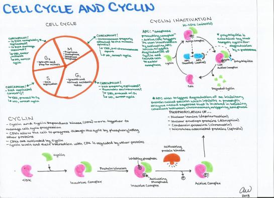 Cell Cycle and Cyclin