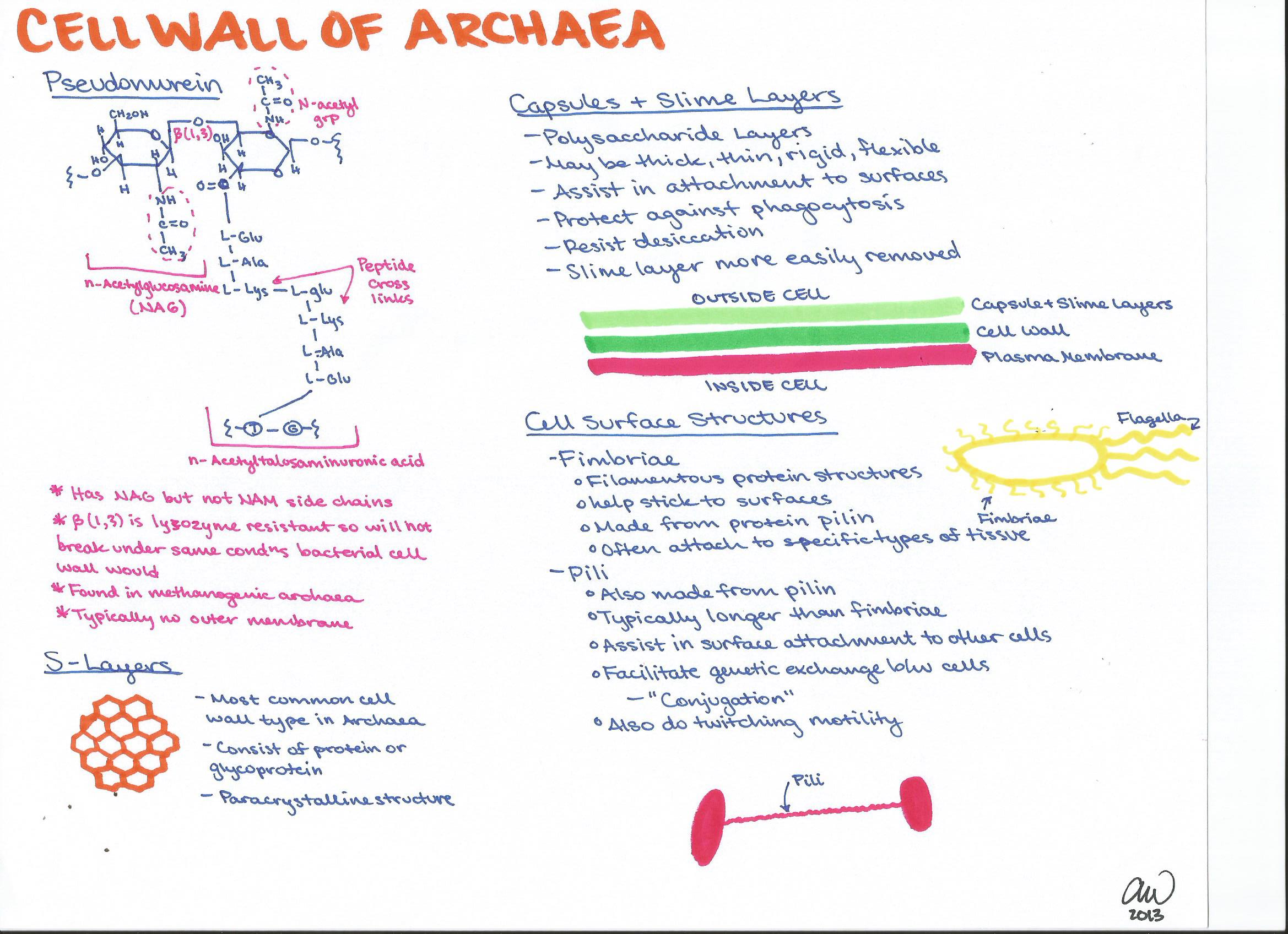 cell wall of archea The Chronicles of American Journal of Human Biology