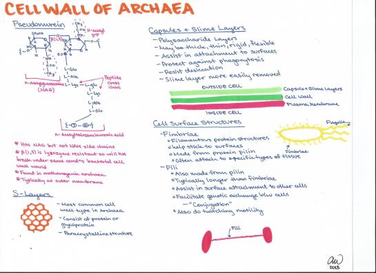 Cell Wall of Archea