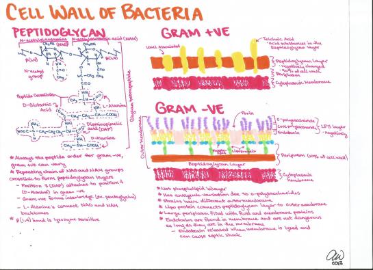 Cell Wall of Bacteria