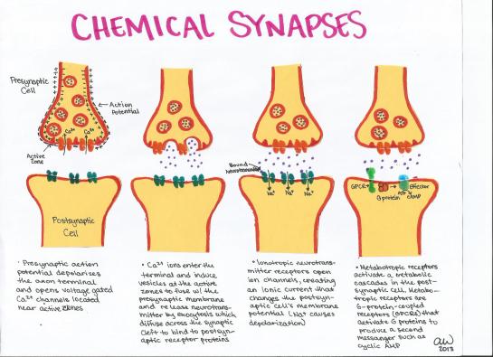 Chemical Synapses