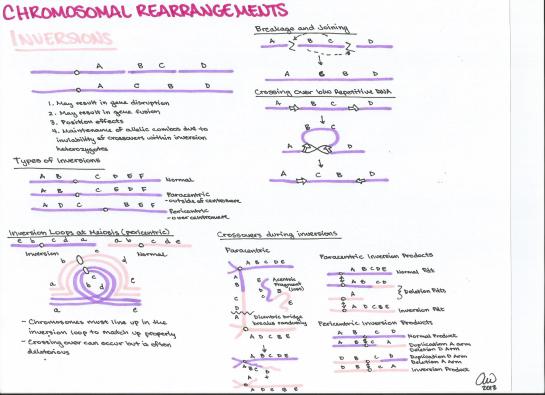 Chromosomal Rearrangements (2)
