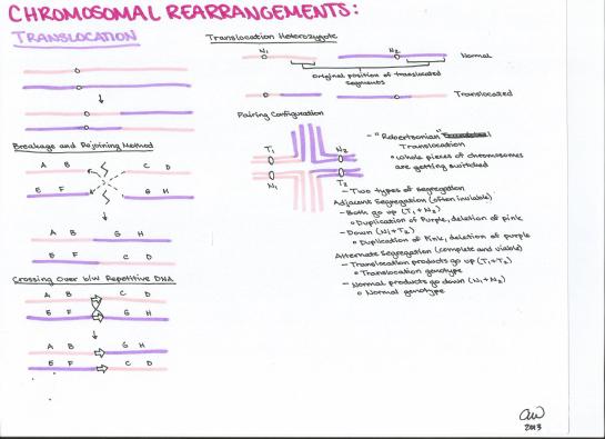 Chromosomal Rearrangements (3)