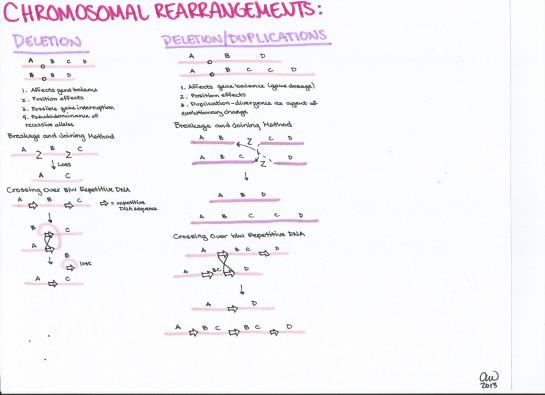 Chromosomal Rearrangements