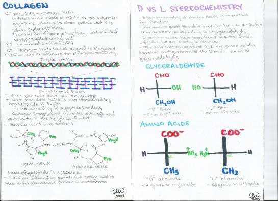 Collagen and D vs L Stereochemistry