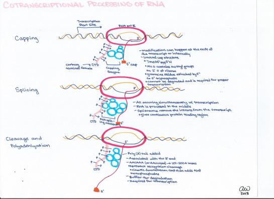 Cotranscriptional Processing of RNA