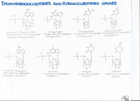 Deoxyribonucleotide and Ribonucleotide Names