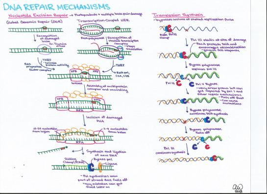 DNA Repair Mechanisms (2)