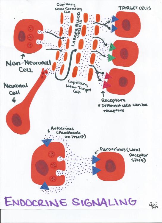 Endocrine Signaling