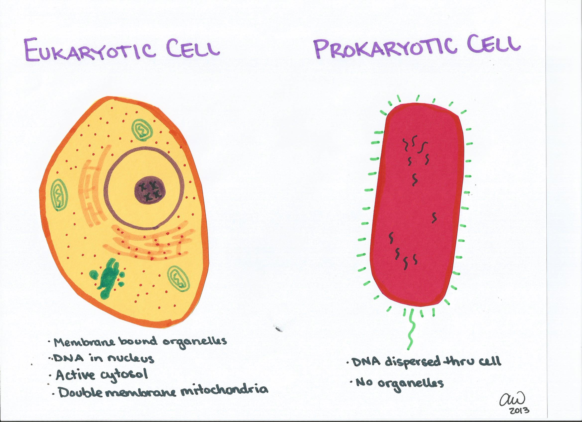 Prokaryotic Vs Eukaryotic Cells - Riset