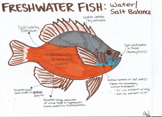 Freshwater Fish Water and Salt Balance