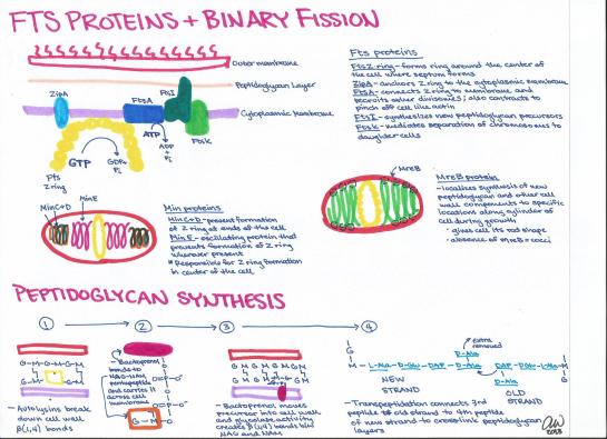 FTS Proteins and Binary Fission