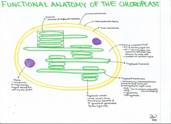 Functional Anatomy of the Chloroplast