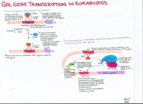 Gal Gene Transcription in Eukaryotes