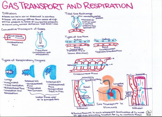 Gas Transport and Respiration