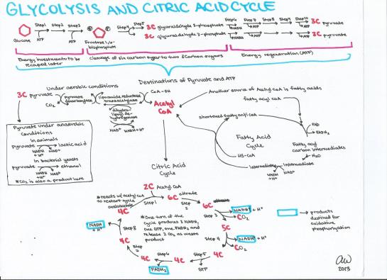 Glycolysis and Citric Acid Cycle