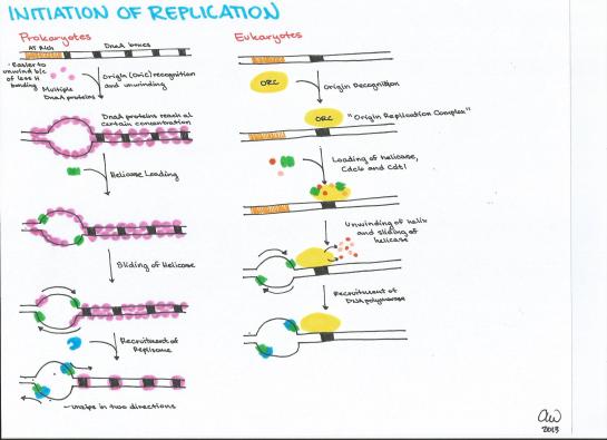 Initiation of Replication