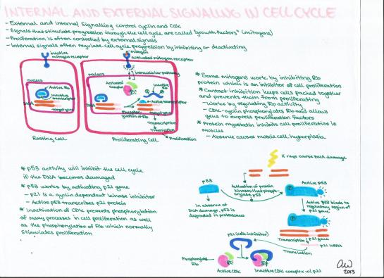Internal and External Signalling in Cell Cycle