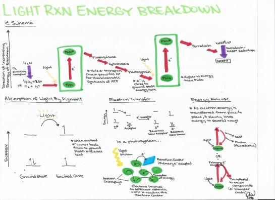Light Reaction Energy Breakdown