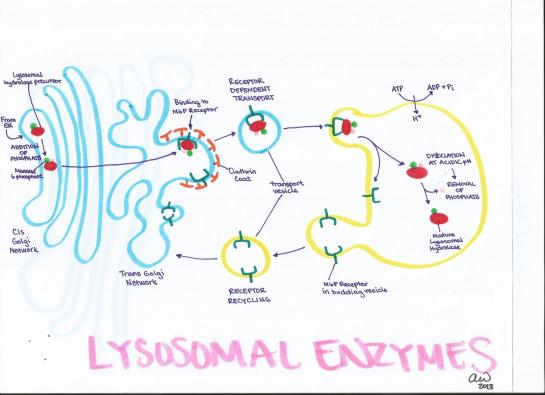 Lysosomal Enzymes