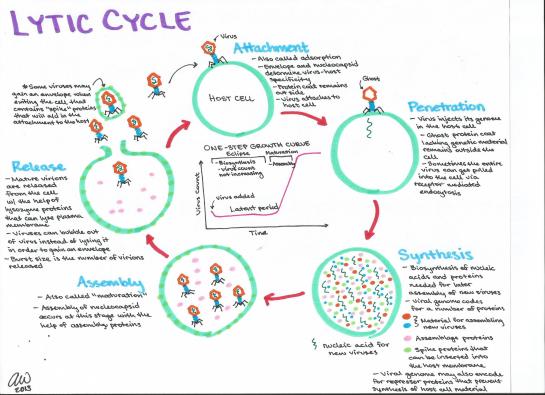 Lytic Cycle