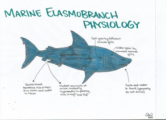 Marine Elasmobranch Physiology