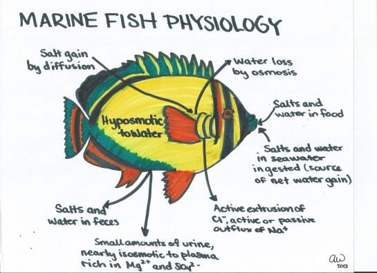Marine Fish Physiology