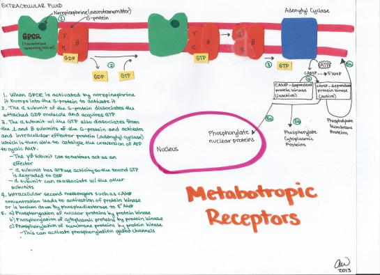 Metabotropic Receptors
