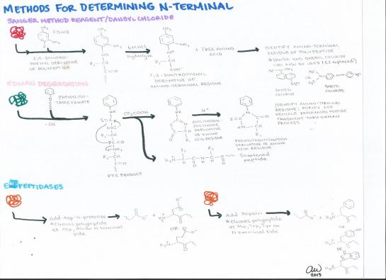 Methods for Determining N-Terminal