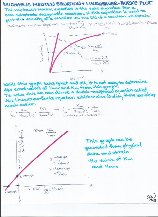 Michaelis-Menten Equation and Lineweaver-Burke Plot