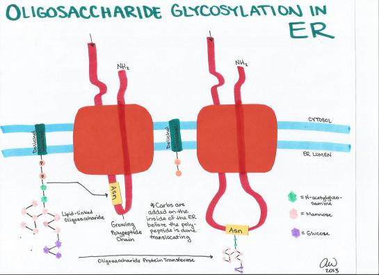 Oligosaccharide Glycosylation in ER