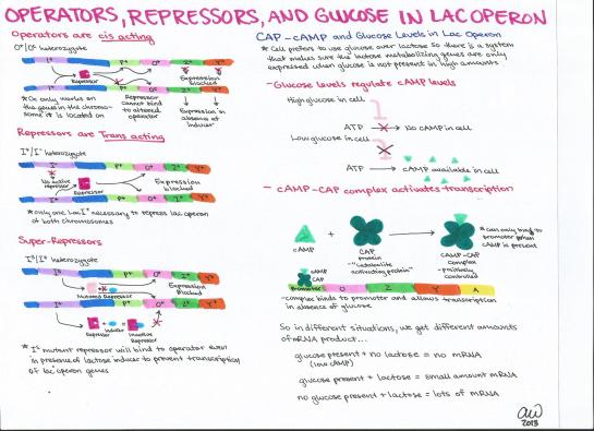 Operators, Repressors, and Glucose in Lac Operon