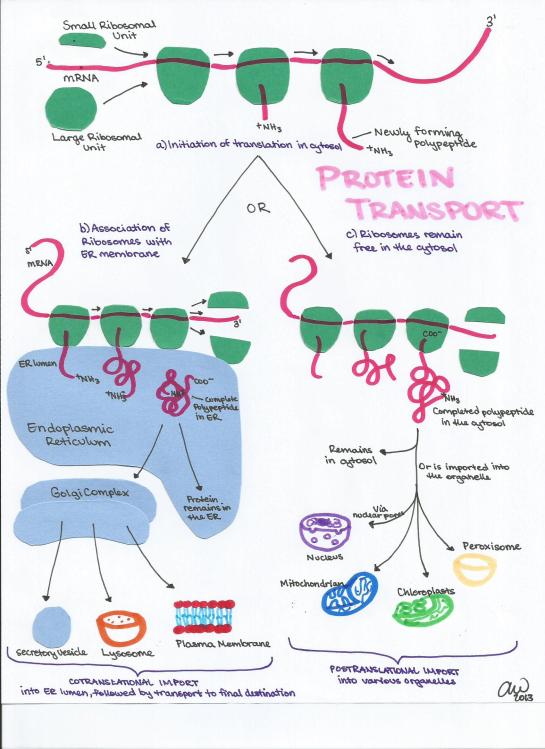Protein Transport