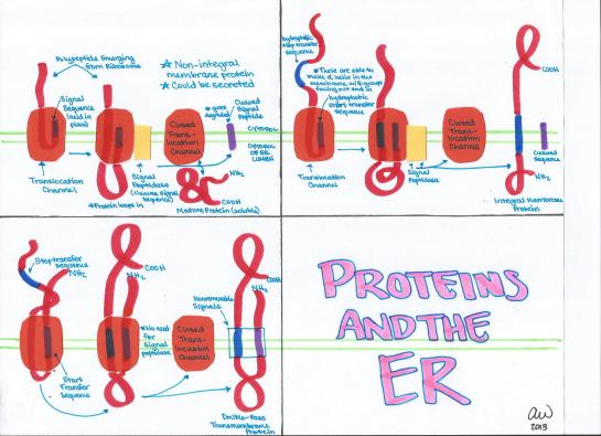 Proteins and the ER