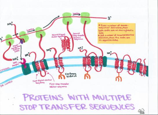 Proteins with Multiple Stop Transfer Sequences