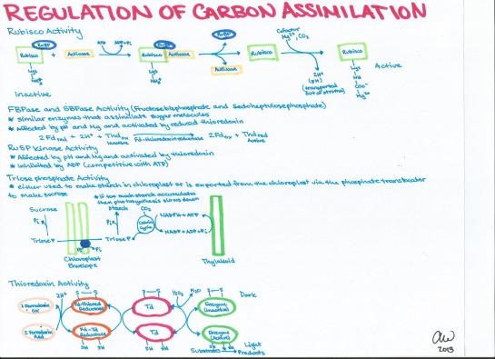 Regulation of Carbon Assimilation