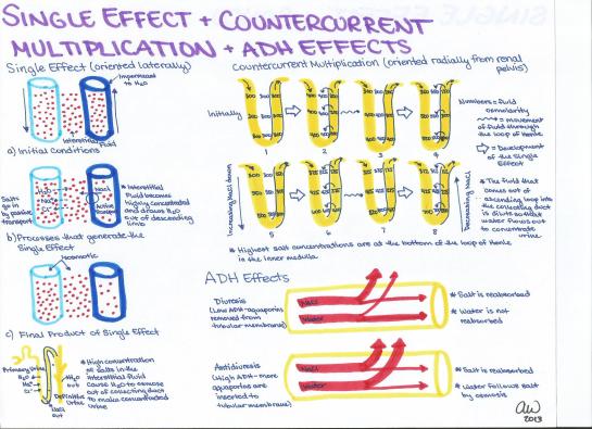 Single Effect and Countercurrent Multiplication and ADH Effects