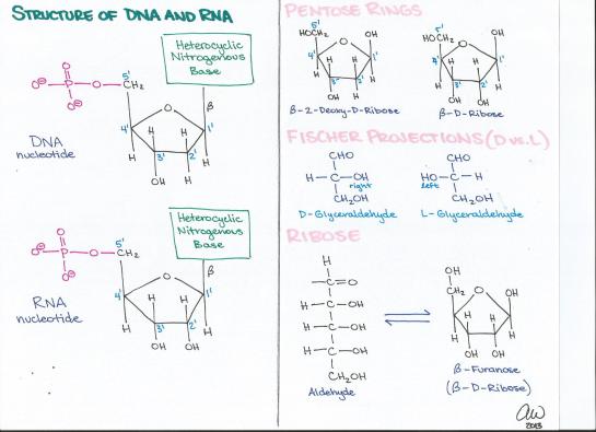 Structure of DNA-RNA, Pentose Rings, Fischer Projections, and Ribose