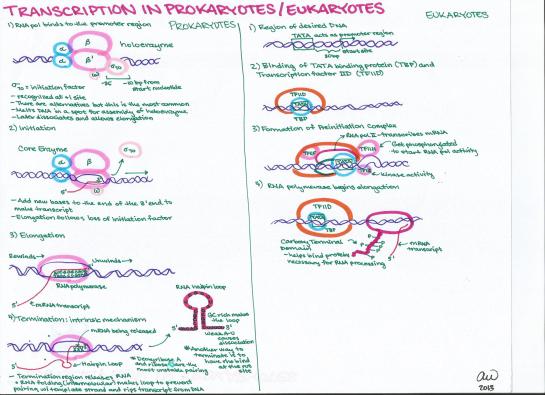 Transcription in Prokaryotes and Eukaryotes