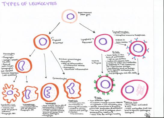 Types of Leukocytes