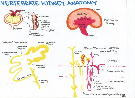 Vertebrate and Kidney Anatomy